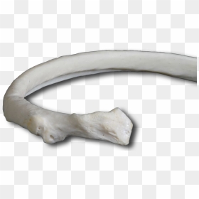 Rib Bone Transparent , Png Download - Fish, Png Download - bone png