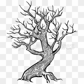 Transparent Tree Silhouette With Roots Png - Old Pear Tree Drawing, Png Download - roots png
