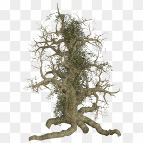 Old Tree With Roots Png - Tree Out Root Png, Transparent Png - roots png