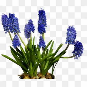 English Lavender Cut Flowers Hyacinth Bluebonnet - Hyacinth Flower Clipart Png, Transparent Png - lavender png