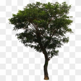 Tree Png File Download Free - Png File Of Tree, Transparent Png - oak tree png