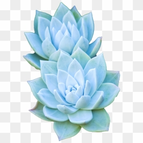 Bouquet Of Succulents Png, Transparent Png - succulent png