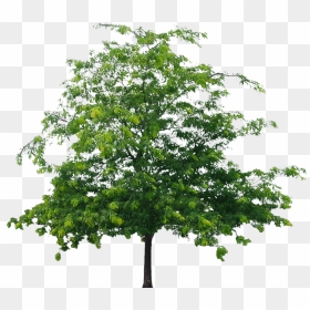 Tree Png File, Transparent Png - oak tree png