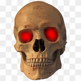 Jaw,skull,bone - Human Skull, HD Png Download - bone png