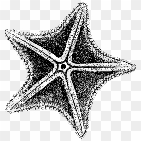 Starfish Invertebrate Sea Echinoderm Computer Icons - Clip Art Black And White Starfish, HD Png Download - starfish png