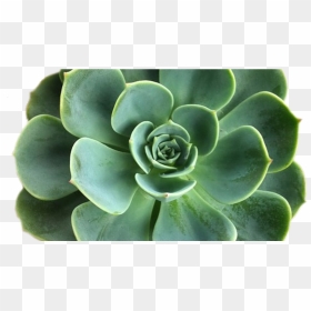 Transparent Plants Tumblr - Succulent Png, Png Download - succulent png
