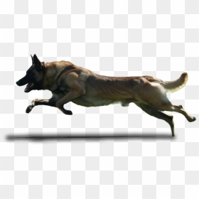 Dog Running Transparent Background, HD Png Download - running png