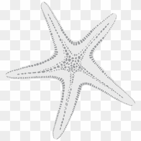 Transparent White Starfish Png - Starfish, Png Download - starfish png