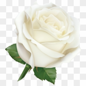 Rose Flower Clipart Color, HD Png Download - white rose png