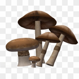 Mushroom Png Image Background - Mushroom, Transparent Png - mushroom png