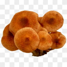 Mushroom Png, Transparent Png - mushroom png