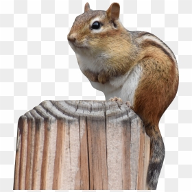 Chipmunk On Wood Post Transparent - Chipmunk, HD Png Download - post it png