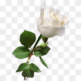 Rosa Blanca White Rose Png, White Roses, Red Roses, - White Rose Png Transparent, Png Download - white rose png