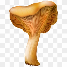 Chanterelle Mushroom Png Clip Art, Transparent Png - mushroom png