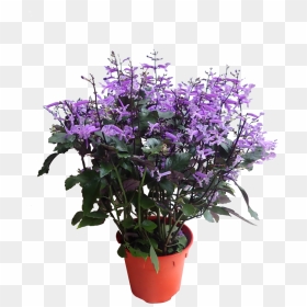 Plectranthus Mona Lavender Png, Transparent Png - lavender png