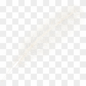 Transparent Boho Feather Png - Feather Png, Png Download - feathers png