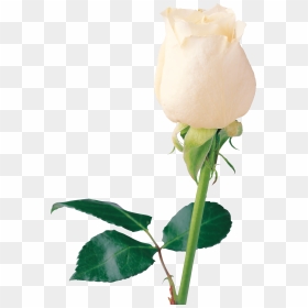 Beautiful White Rose Png - Beautiful White Rose Hd, Transparent Png - white rose png