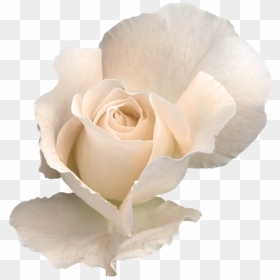 White Rose Png, White Roses, Transparent Flowers, Clipart - White Rose Png, Png Download - white rose png