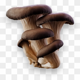 Mushroom Png Image - Oyster Mushroom Png Grey, Transparent Png - mushroom png