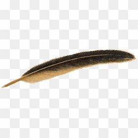 Feather Png Image - Old Feather Pen Png, Transparent Png - feathers png