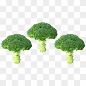 Broccoli, HD Png Download - vegetables png