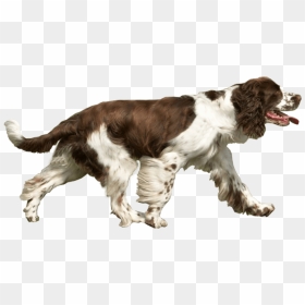 Spaniel Dog Running Free Png Images - Dog Catches Something, Transparent Png - running png