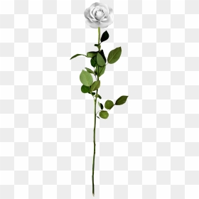 White Rose Clip Arts - White Long Stem Roses Transparent, HD Png Download - white rose png