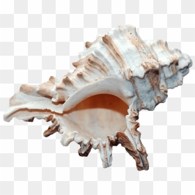 Free Png Ocean Sea Shell Png Images Transparent - Seashell, Png Download - seashell png