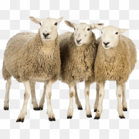 Three Sheep Clip Arts - Sheeps Png, Transparent Png - sheep png