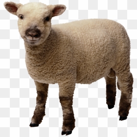 Sheep Png Transparent Photo - Sheep Clipart Transparent Background, Png Download - sheep png