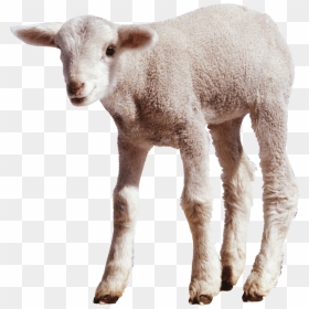 Sheep Png Transparent Images - Lamb Png, Png Download - sheep png