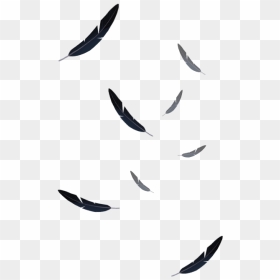Black Feathers Falling Png, Transparent Png - feathers png