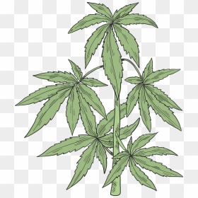 Marijuana Plant Clipart - Cannabis, HD Png Download - pot leaf png