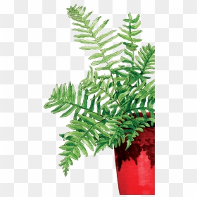 Fern In The Red Pot - Fern, HD Png Download - fern png