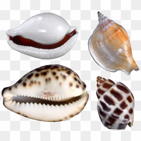 Seashell Png - Caracol Concha Do Mar, Transparent Png - seashell png