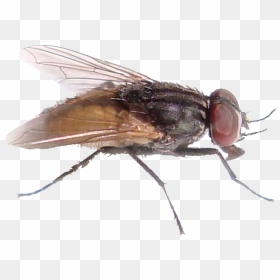 Download Fly Png File - House Fly, Transparent Png - fly png