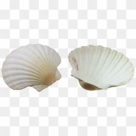 Seashell Png - Portable Network Graphics, Transparent Png - seashell png