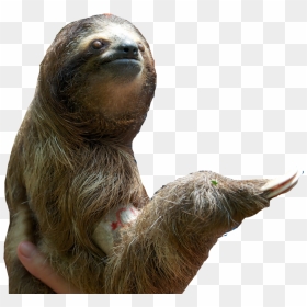 Download Sloth Png Pic - Sloth Png, Transparent Png - sloth png