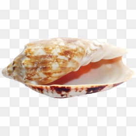 Sea Shell Png Transparent Image Pngpix - Seashell, Png Download - seashell png
