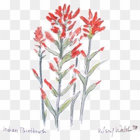 Indianpaintbrush Nobg Website, HD Png Download - paintbrush png