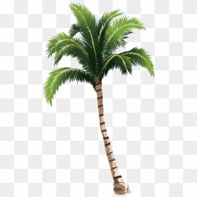 Transparent Coconut Trees Png, Png Download - palm png