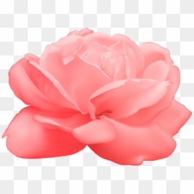 View Full Size, HD Png Download - white rose png