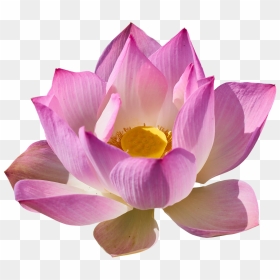 Good Morning Romantic Rose, HD Png Download - lotus png