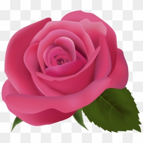 Pink Rose Png Clipart Image - Transparent Background Pink Rose Clipart, Png Download - pink flower png
