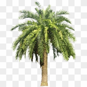 Date Palm Png Transparent Date Palm Images, Png Download - palm png