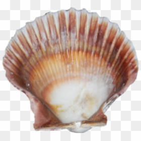 Free Download Seashell Png Images - Sea Shell Png, Transparent Png - seashell png