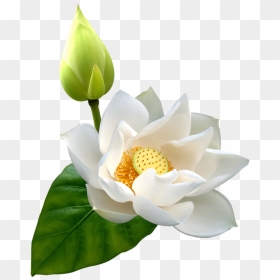 White Lotus Png Clip Art - White Lotus Flower Png, Transparent Png - lotus png