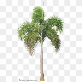 Foxtail Palm Png , Png Download - Foxtail Palm Tree Png, Transparent Png - palm png