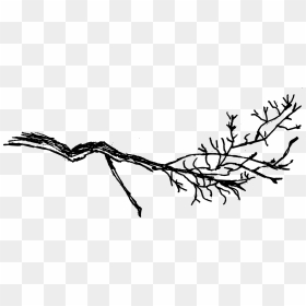 Transparent Tree Branches - Branch, HD Png Download - tree branch png