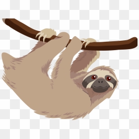 Hoffmann"s Two Toed Sloth T Shirt Baby Sloths Three - Sloths Clipart Png, Transparent Png - sloth png
